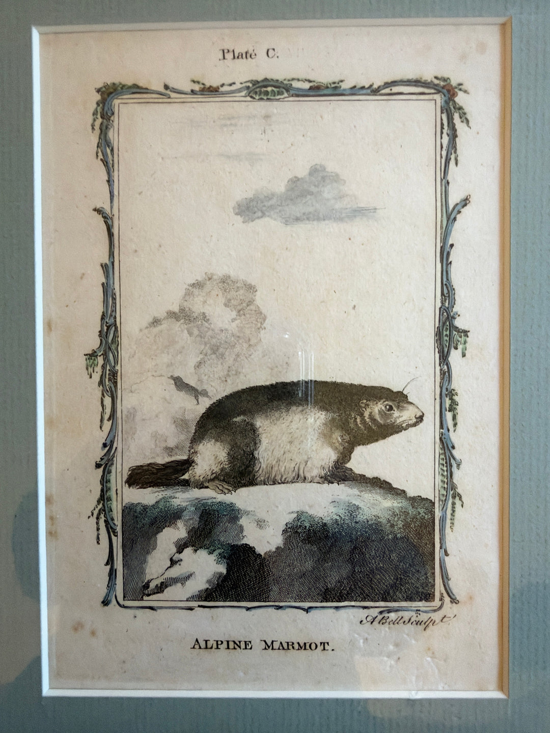 Histoire Naturelle Le Comte de Buffon 1771 Animal Prints