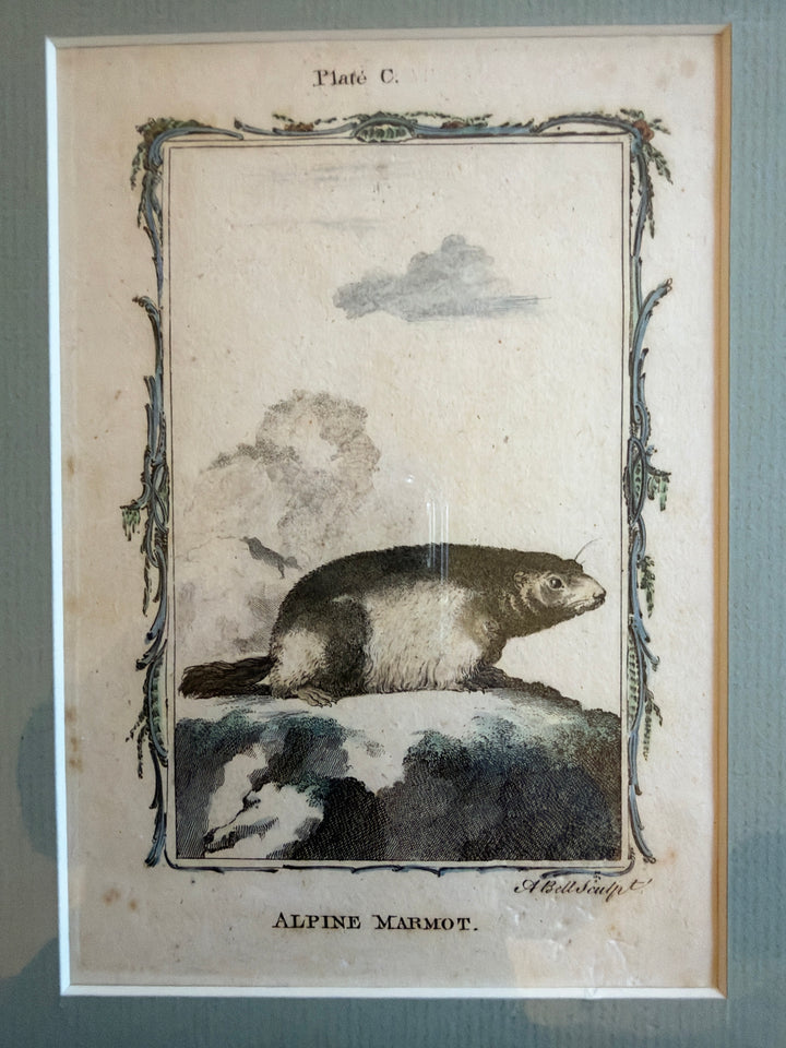 Histoire Naturelle Le Comte de Buffon 1771 Animal Prints