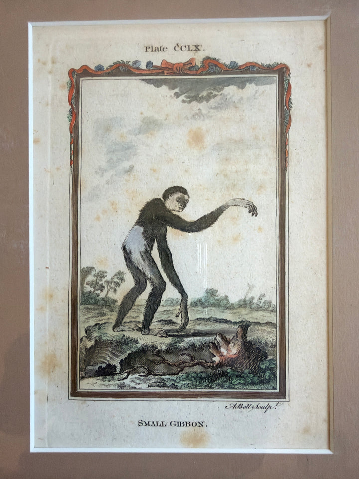 Histoire Naturelle Le Comte de Buffon 1771 Monkey Prints