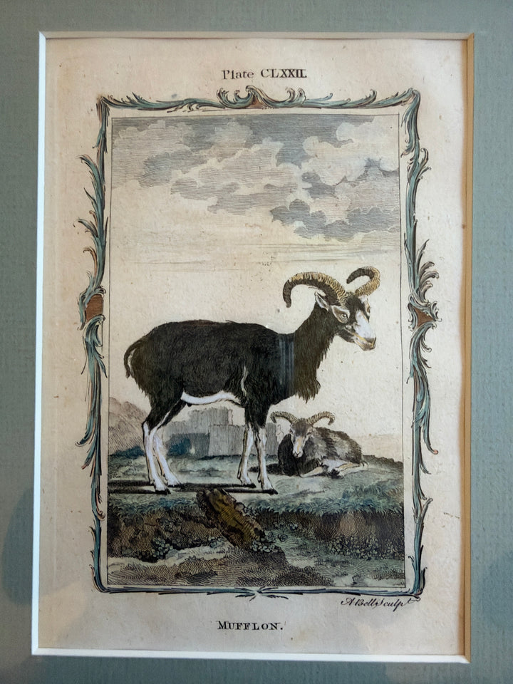 Histoire Naturelle Le Comte de Buffon 1771 Animal Prints