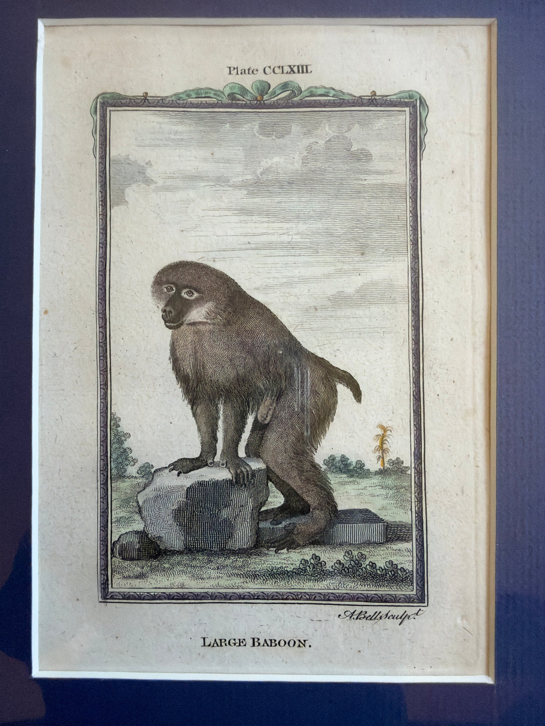 Histoire Naturelle Le Comte de Buffon 1771 Monkey Prints