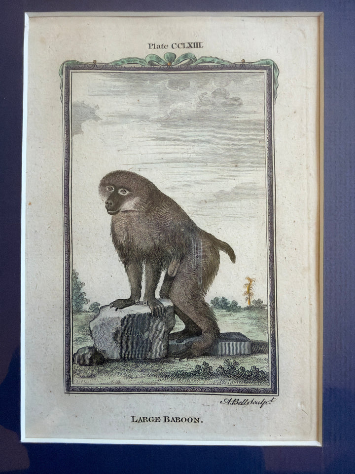 Histoire Naturelle Le Comte de Buffon 1771 Monkey Prints