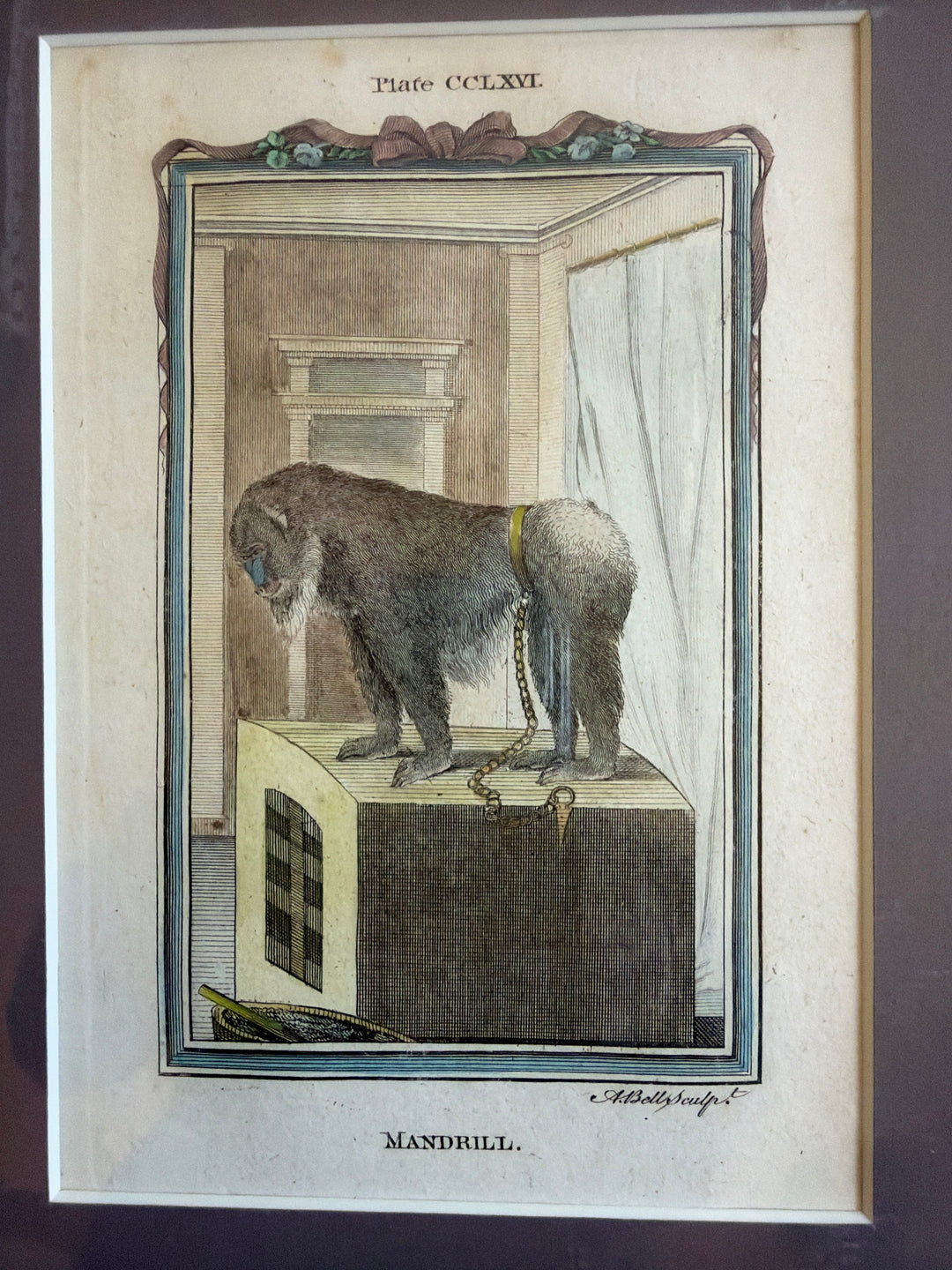 Histoire Naturelle Le Comte de Buffon 1771 Monkey Prints