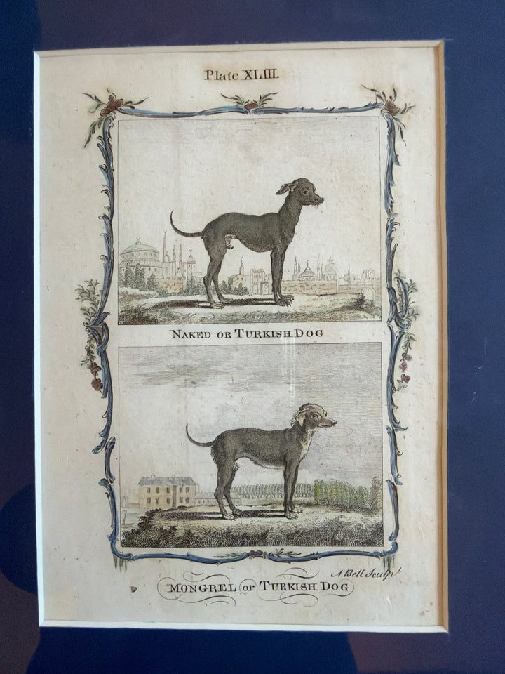 Histoire Naturelle by The Comte de Buffon 1771 Dog Prints