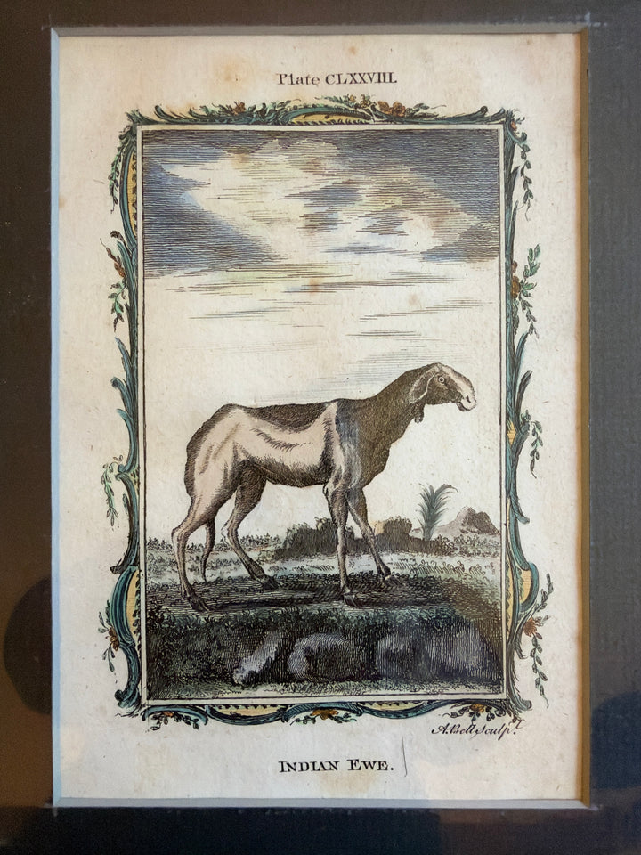 Histoire Naturelle Le Comte de Buffon 1771 Animal Prints