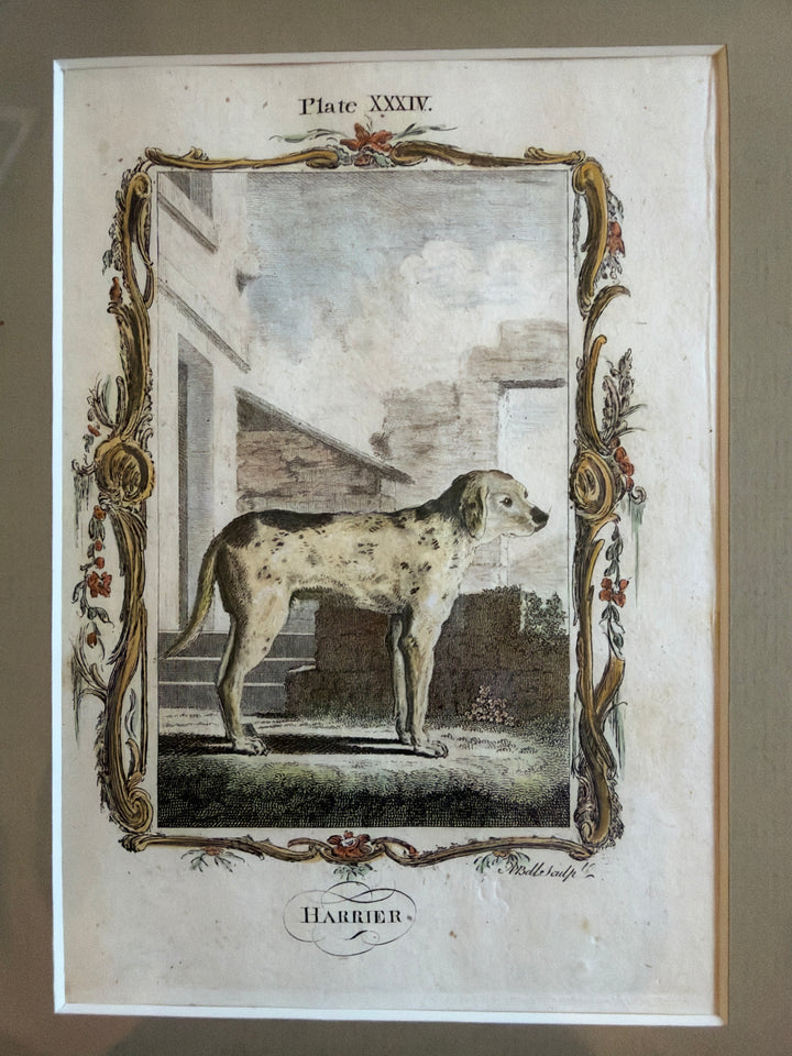 Histoire Naturelle by The Comte de Buffon 1771 Dog Prints