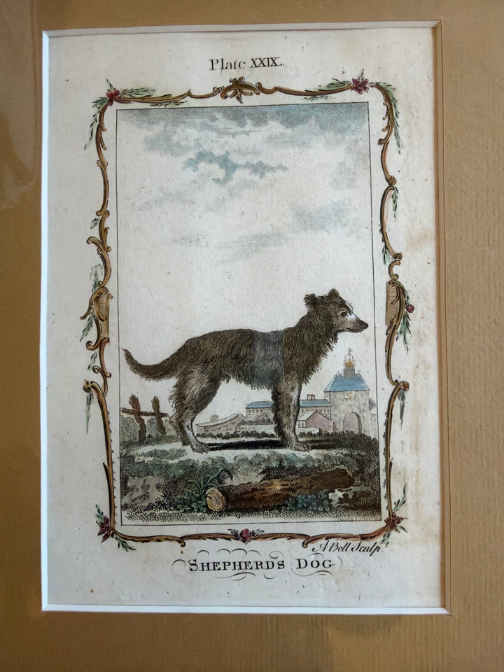 Histoire Naturelle by The Comte de Buffon 1771 Dog Prints