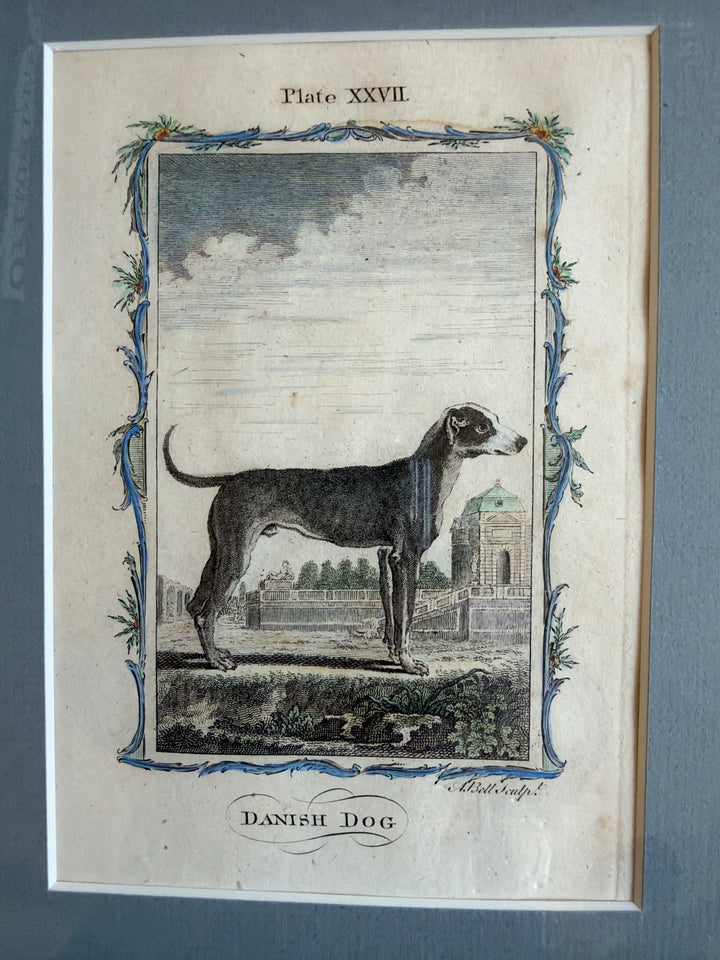 Histoire Naturelle by The Comte de Buffon 1771 Dog Prints
