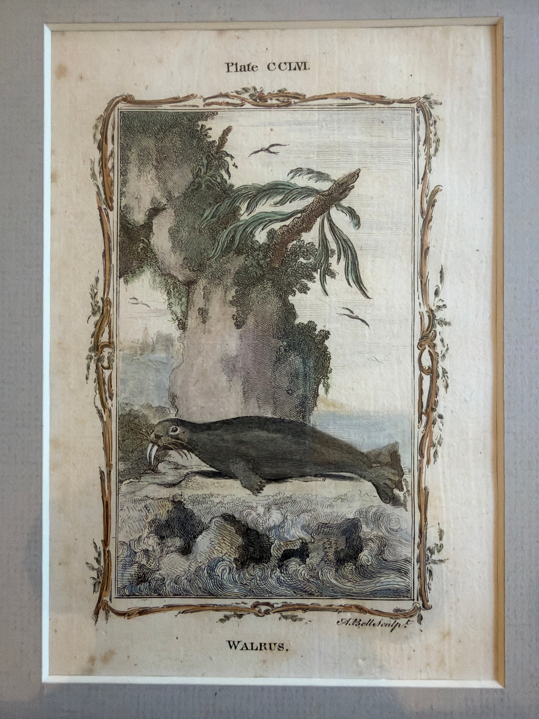 Histoire Naturelle Le Comte de Buffon 1771 Animal Prints