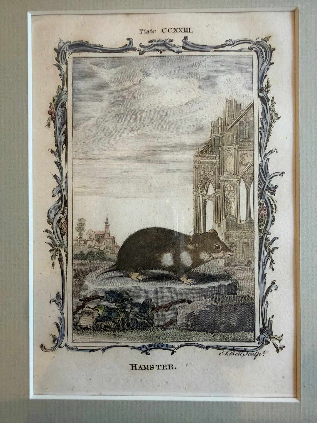 Histoire Naturelle Le Comte de Buffon 1771 Animal Prints