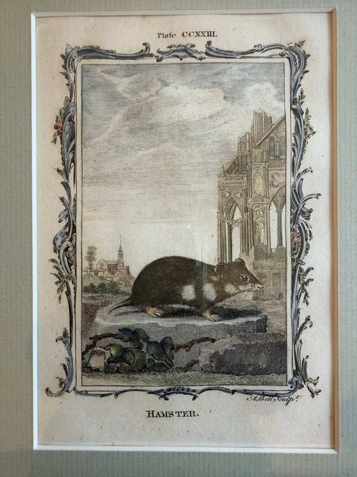 Histoire Naturelle Le Comte de Buffon 1771 Animal Prints