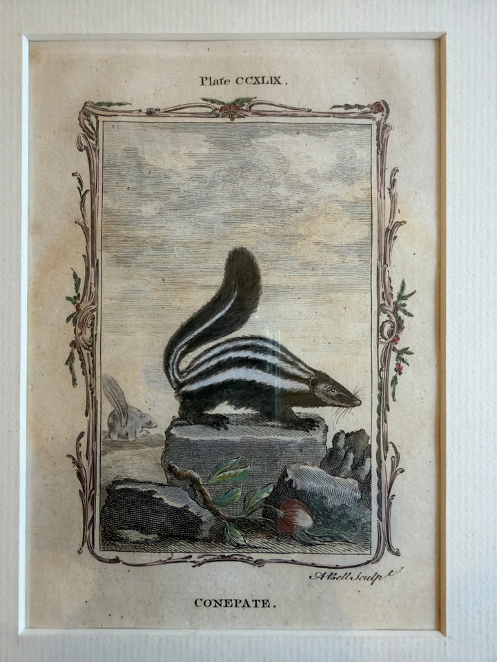 Histoire Naturelle Le Comte de Buffon 1771 Animal Prints