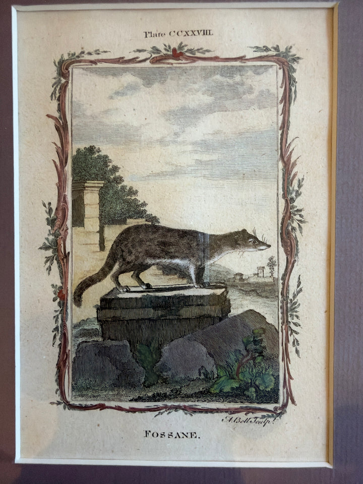 Histoire Naturelle Le Comte de Buffon 1771 Animal Prints