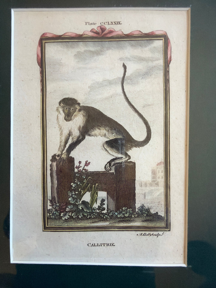 Histoire Naturelle Le Comte de Buffon 1771 Monkey Prints
