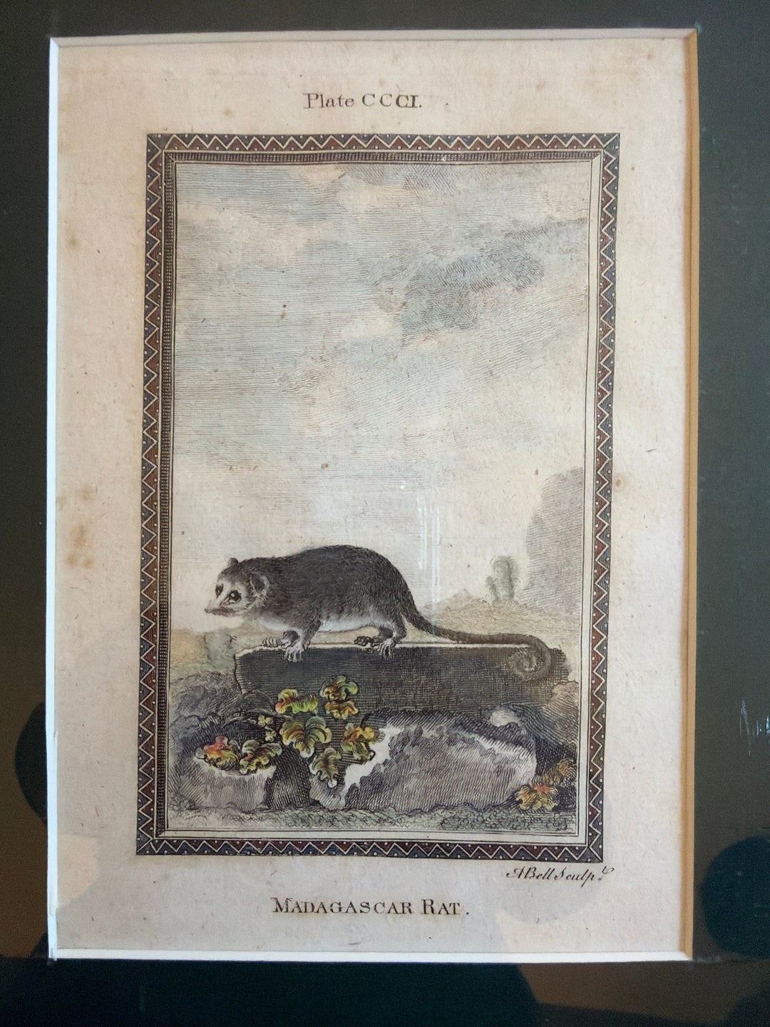 Histoire Naturelle Le Comte de Buffon 1771 Animal Prints