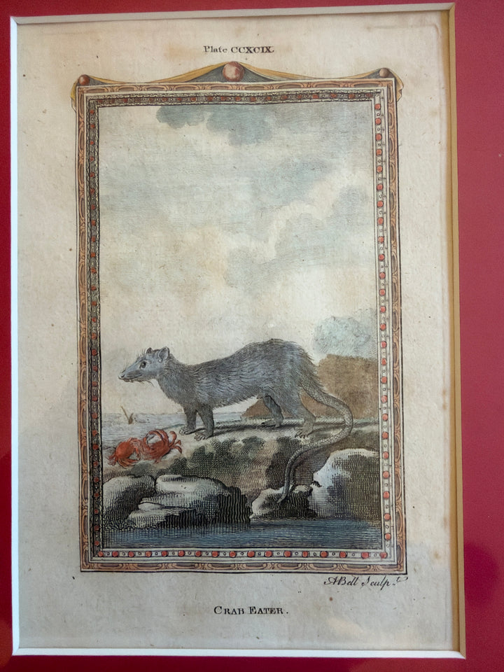 Histoire Naturelle Le Comte de Buffon 1771 Animal Prints