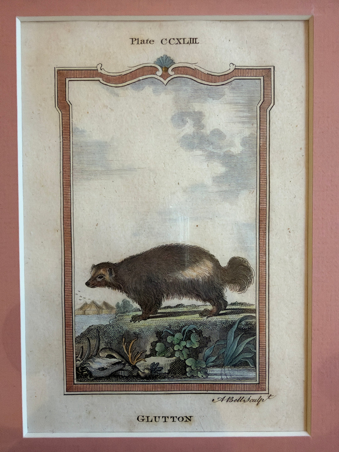 Histoire Naturelle Le Comte de Buffon 1771 Animal Prints