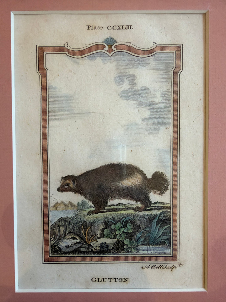 Histoire Naturelle Le Comte de Buffon 1771 Animal Prints