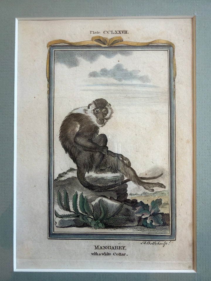 Histoire Naturelle Le Comte de Buffon 1771 Monkey Prints