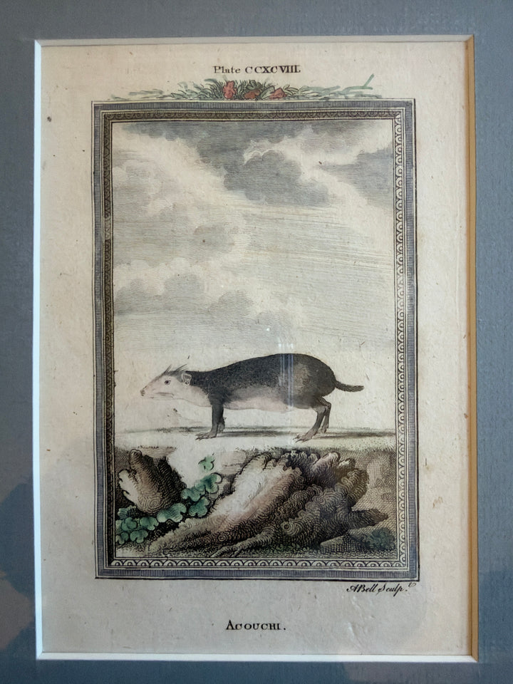 Histoire Naturelle Le Comte de Buffon 1771 Animal Prints