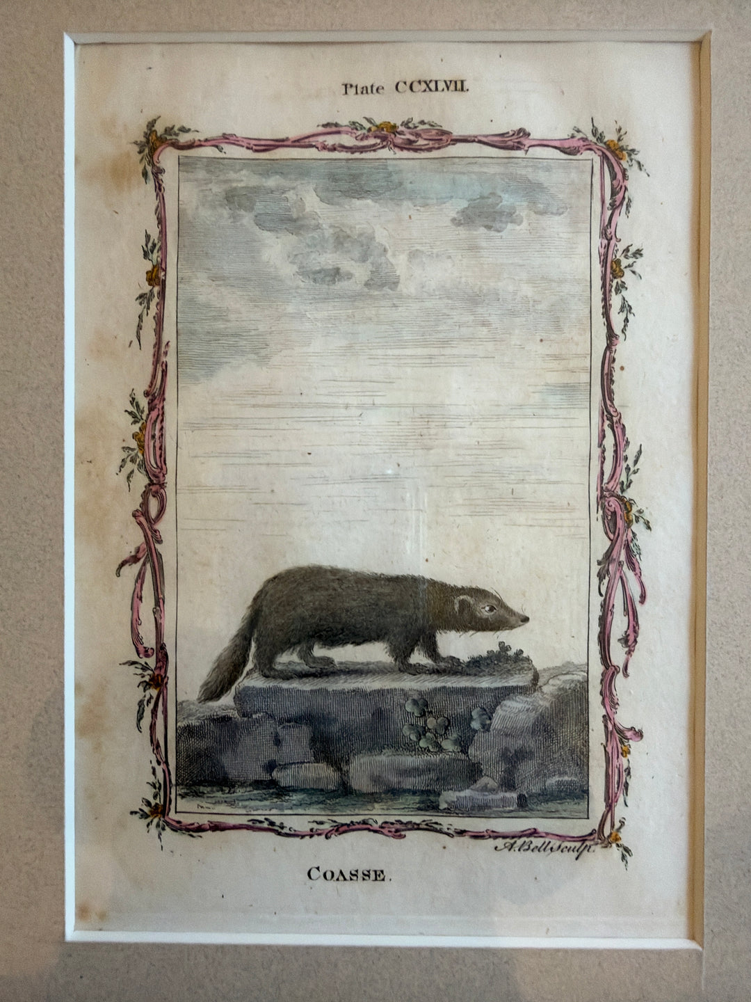 Histoire Naturelle Le Comte de Buffon 1771 Animal Prints