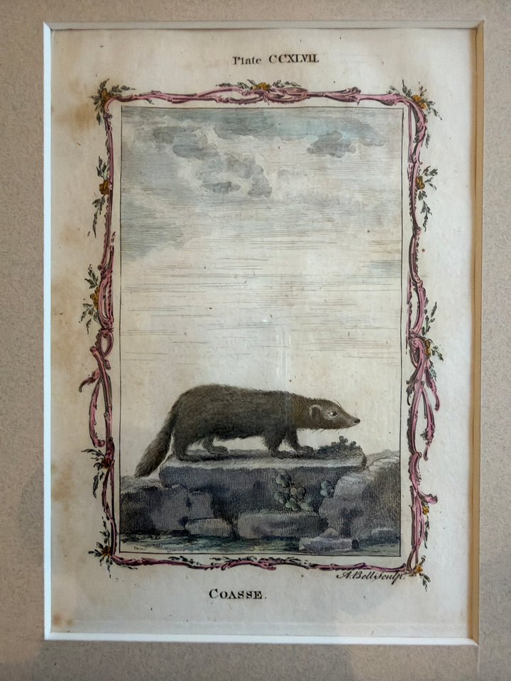 Histoire Naturelle Le Comte de Buffon 1771 Animal Prints