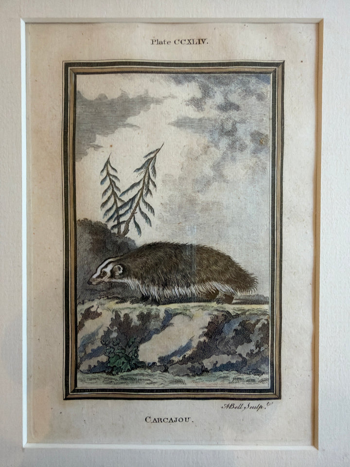 Histoire Naturelle Le Comte de Buffon 1771 Animal Prints