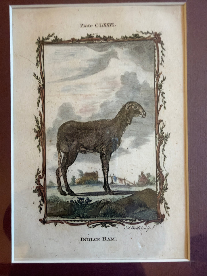 Histoire Naturelle Le Comte de Buffon 1771 Animal Prints