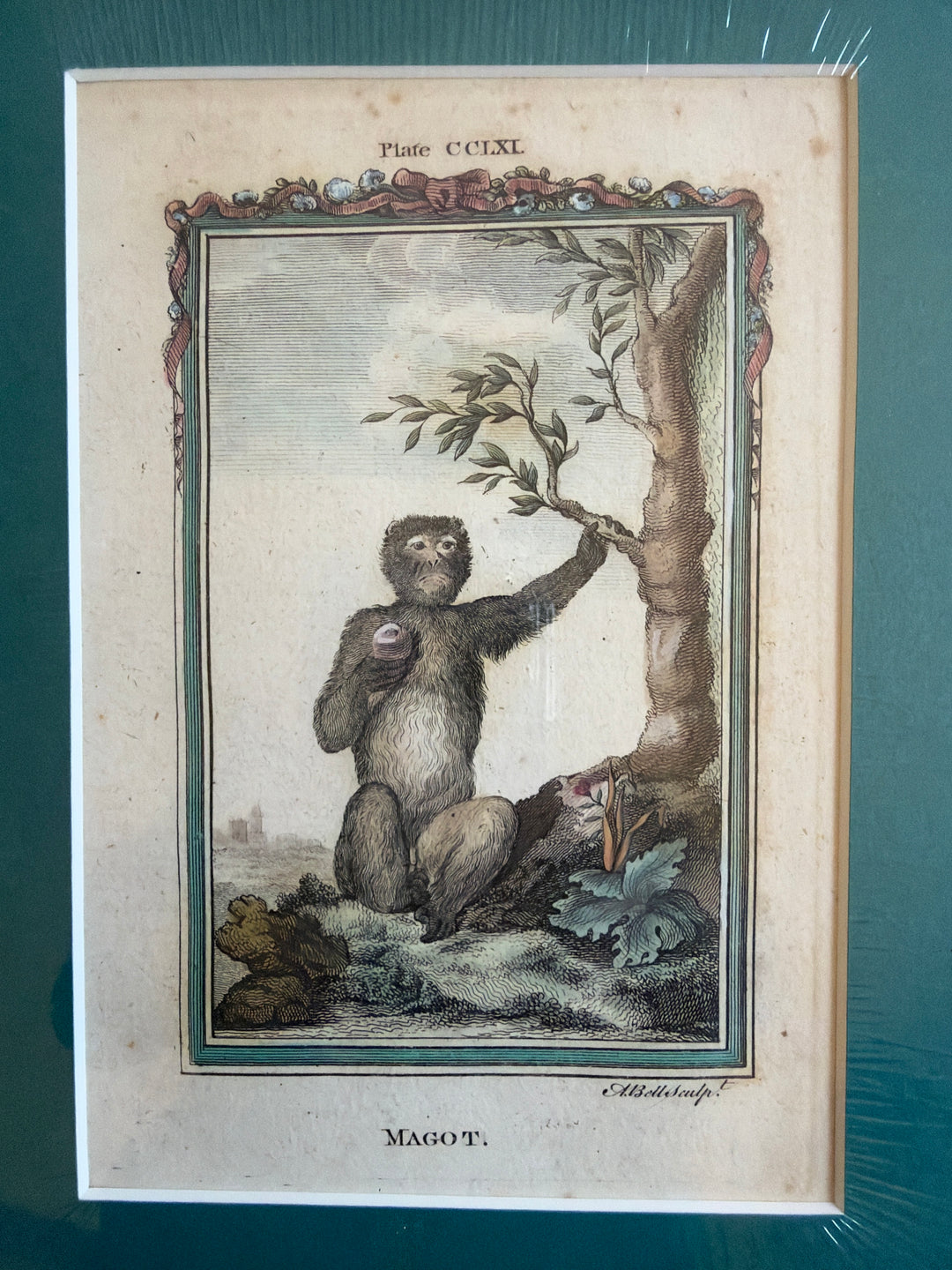 Histoire Naturelle Le Comte de Buffon 1771 Monkey Prints