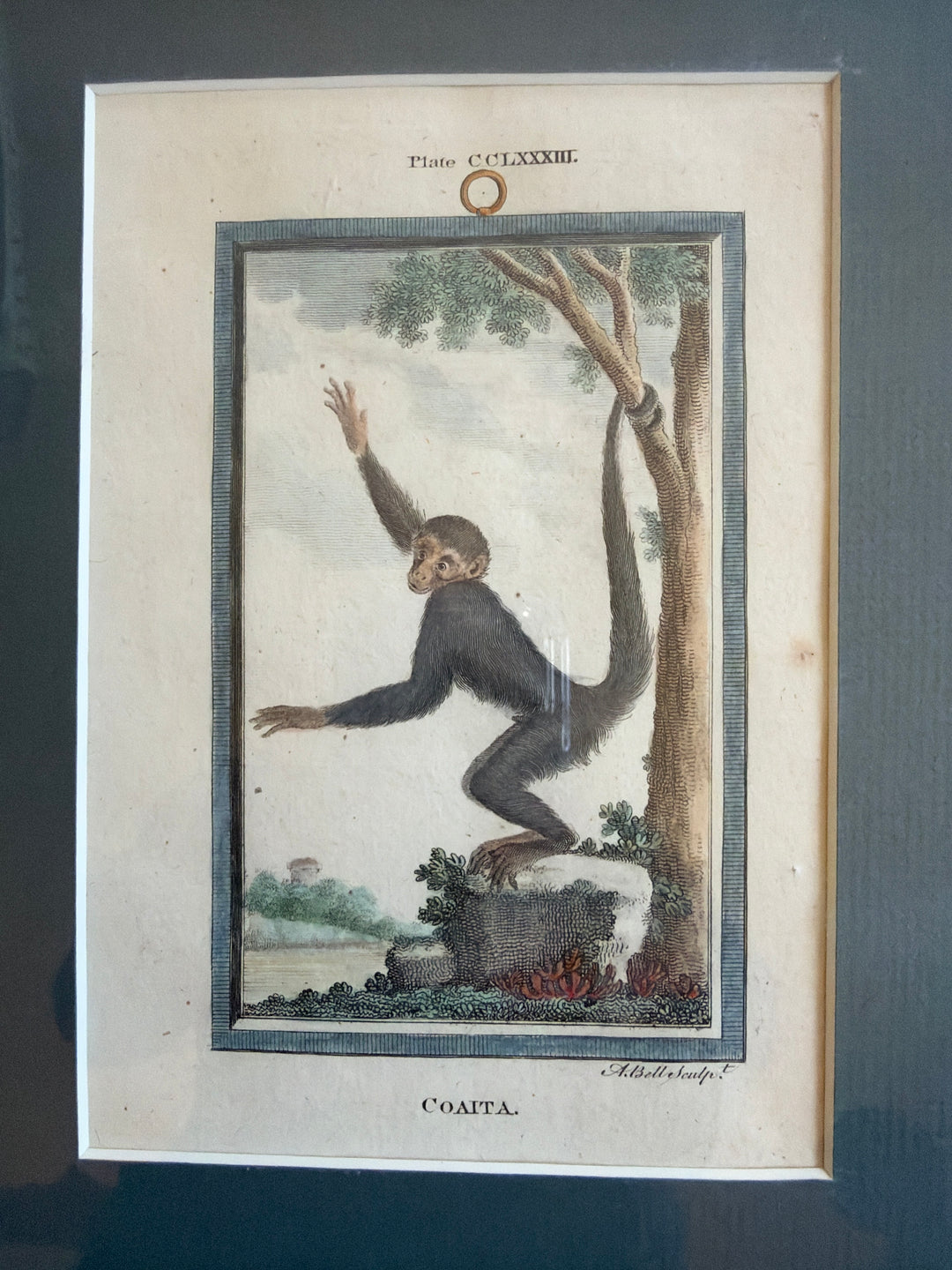 Histoire Naturelle Le Comte de Buffon 1771 Monkey Prints