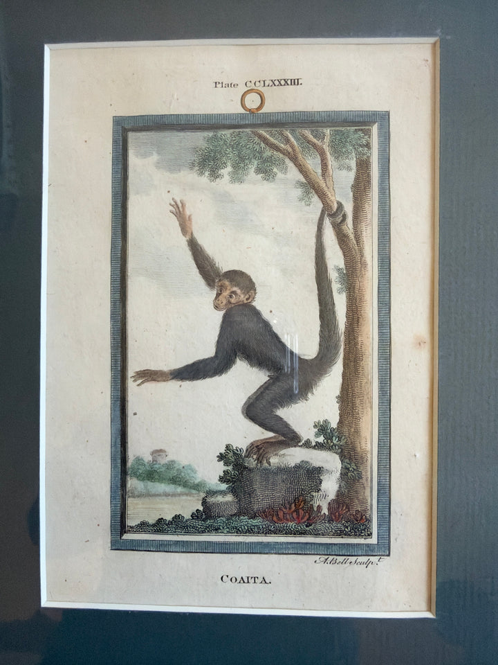 Histoire Naturelle Le Comte de Buffon 1771 Monkey Prints