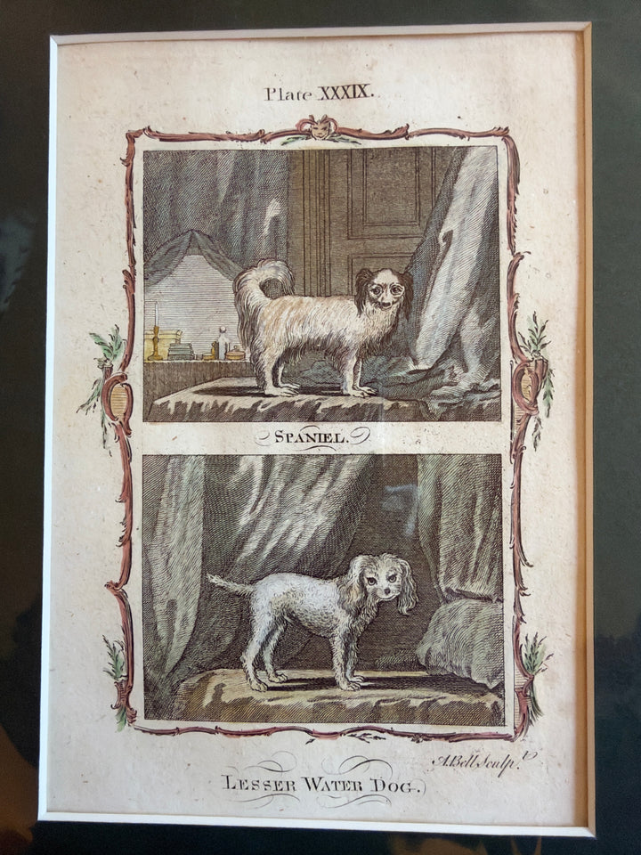 Histoire Naturelle by The Comte de Buffon 1771 Dog Prints