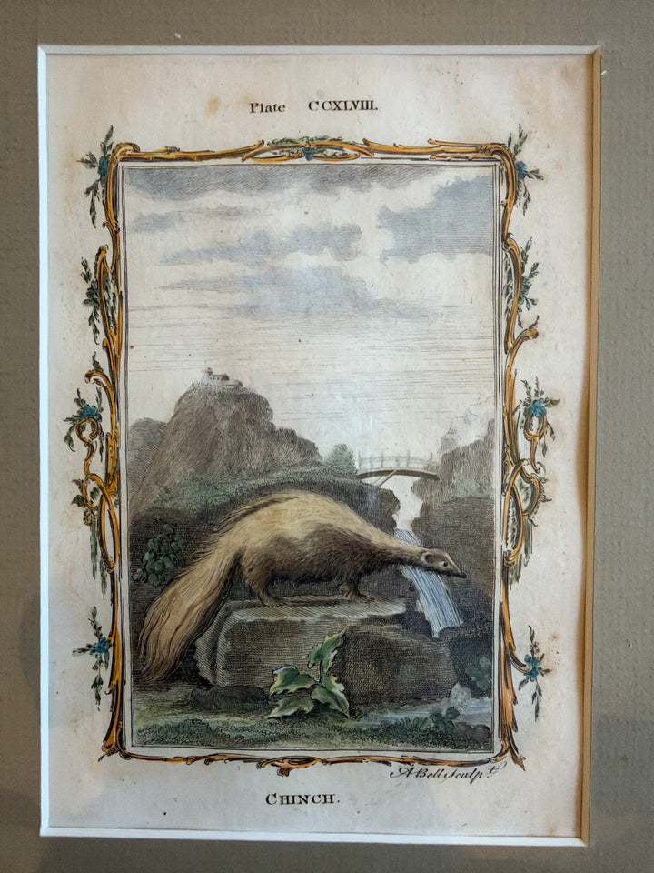 Histoire Naturelle Le Comte de Buffon 1771 Animal Prints