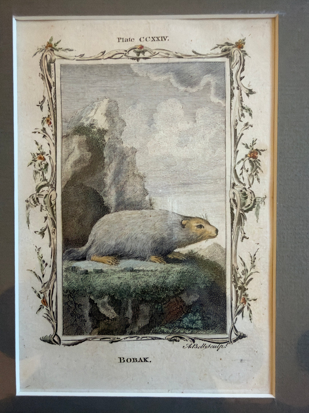 Histoire Naturelle Le Comte de Buffon 1771 Animal Prints