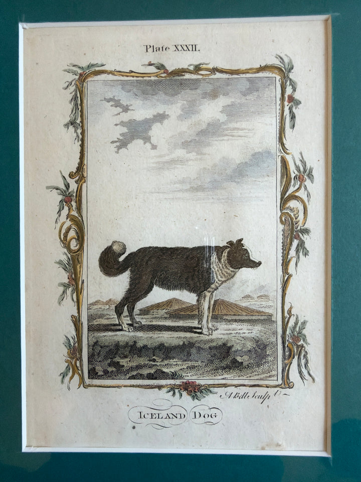 Histoire Naturelle by The Comte de Buffon 1771 Dog Prints