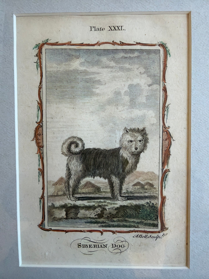 Histoire Naturelle by The Comte de Buffon 1771 Dog Prints