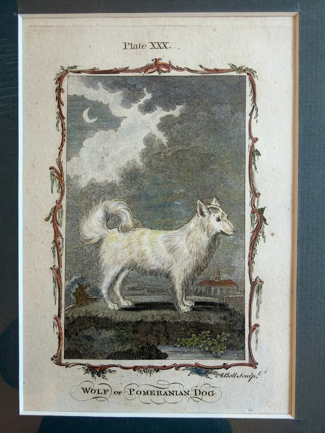 Histoire Naturelle by The Comte de Buffon 1771 Dog Prints