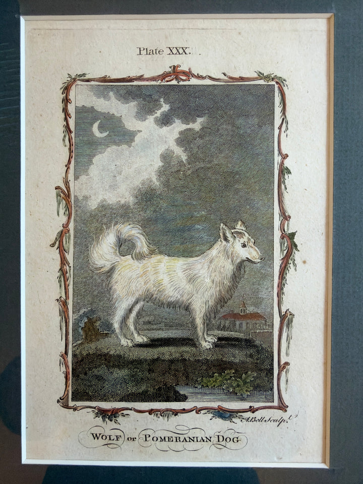 Histoire Naturelle by The Comte de Buffon 1771 Dog Prints