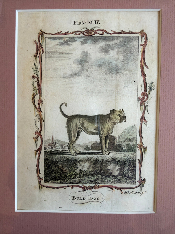 Histoire Naturelle by The Comte de Buffon 1771 Dog Prints