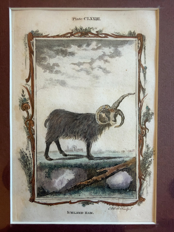 Histoire Naturelle Le Comte de Buffon 1771 Animal Prints