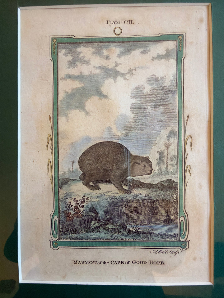 Histoire Naturelle Le Comte de Buffon 1771 Animal Prints