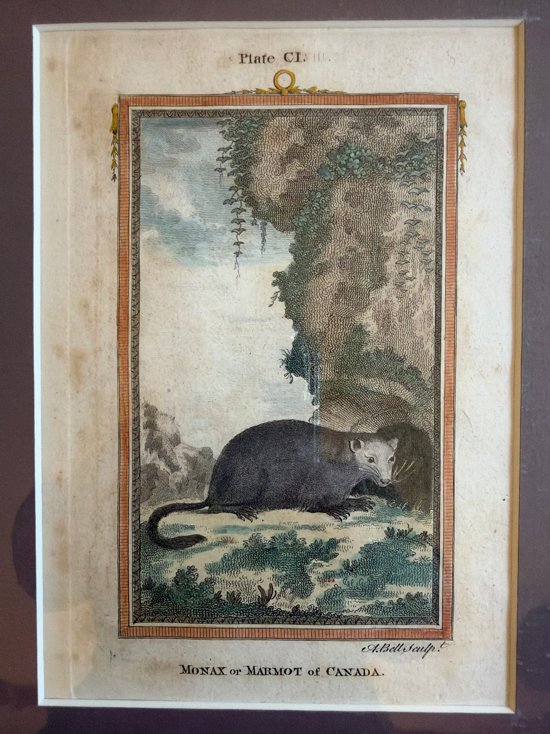 Histoire Naturelle Le Comte de Buffon 1771 Animal Prints